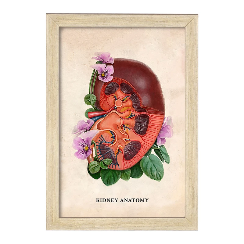 تابلو خندالو طرح آناتومی کلیه (kidney Anatomy) کد F14011