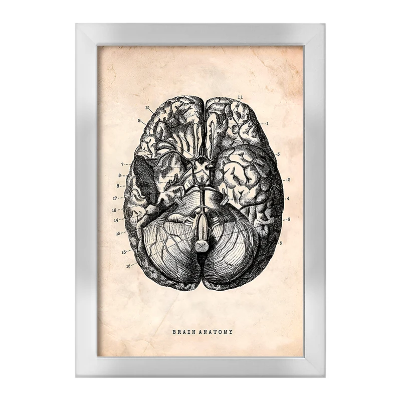 تابلو خندالو طرح آناتومی مغز (Brain Anatomy) کد F13946