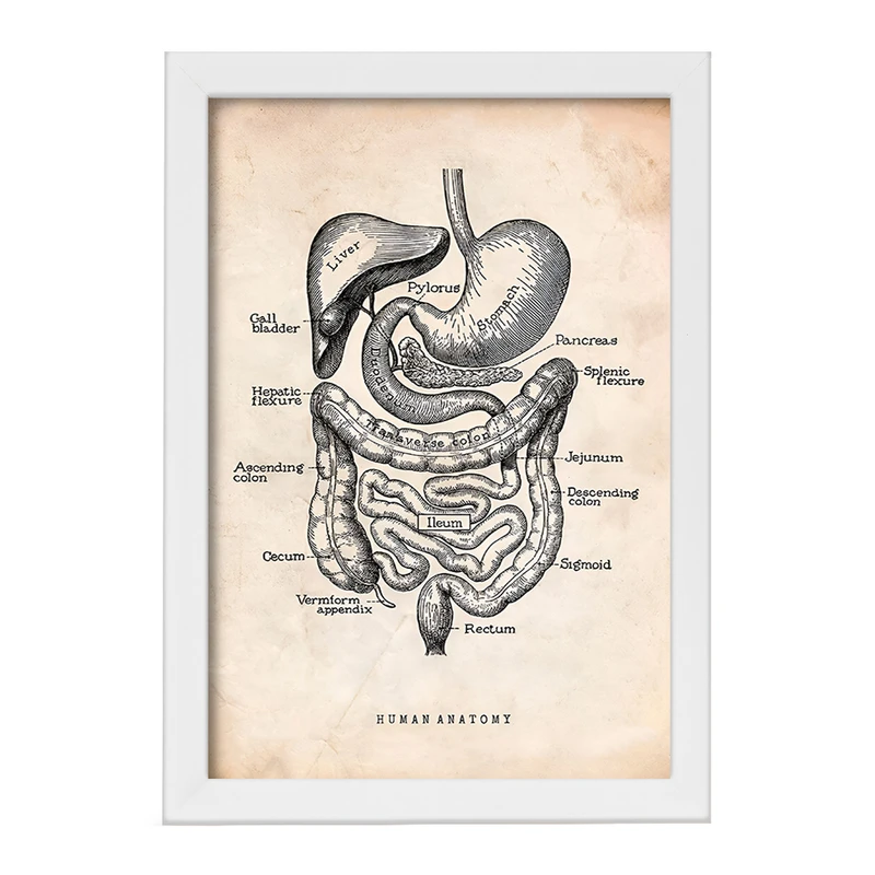 تابلو خندالو طرح آناتومی انسان (Human Anatomy) کد F13950