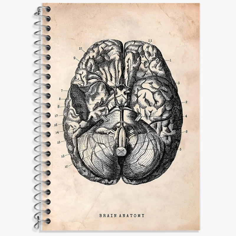 دفتر لغت 50 برگ خندالو طرح آناتومی مغز (Brain Anatomy) کد F13946