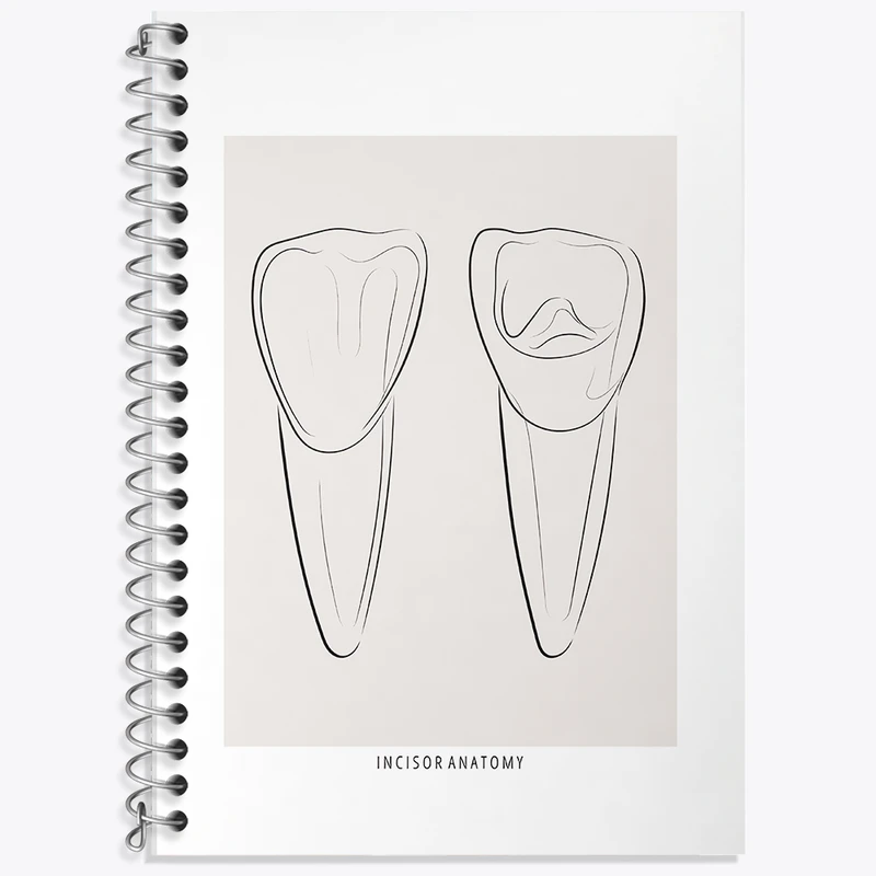 دفتر زبان 50 برگ خندالو مدل دو خط طرح آناتومی دندان‌های پیشین (Incisor Anatomy) کد F13938