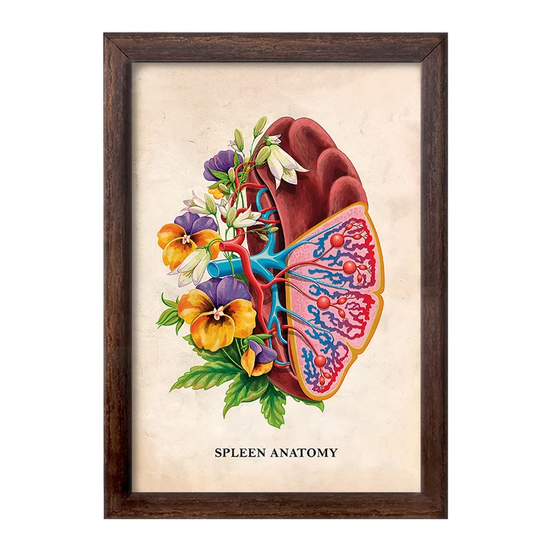 تابلو خندالو طرح آناتومی طحال (Spleen Anatomy) کد F13996
