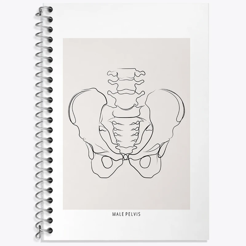 دفتر زبان 50 برگ خندالو مدل سه خط طرح آناتومی لگن (Pelvis Anatomy) کد F13912