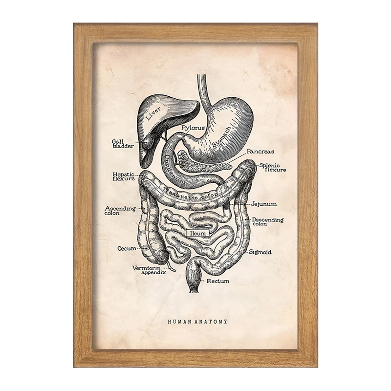 تابلو خندالو طرح آناتومی انسان (Human Anatomy) کد F13950