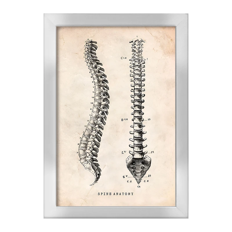تابلو خندالو طرح آناتومی ستون فقرات (Spine Anatomy) کد F13955