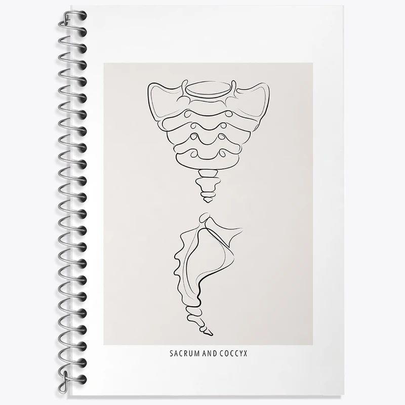 دفتر زبان 50 برگ خندالو مدل دو خط طرح آناتومی استخوان خاجی (Sacrum And Coccyx Anatomy) کد F13918