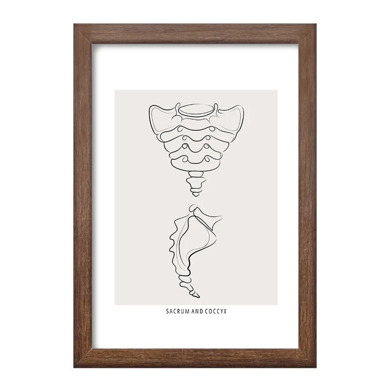 تابلو خندالو طرح آناتومی استخوان خاجی (Sacrum And Coccyx Anatomy) کد F13918