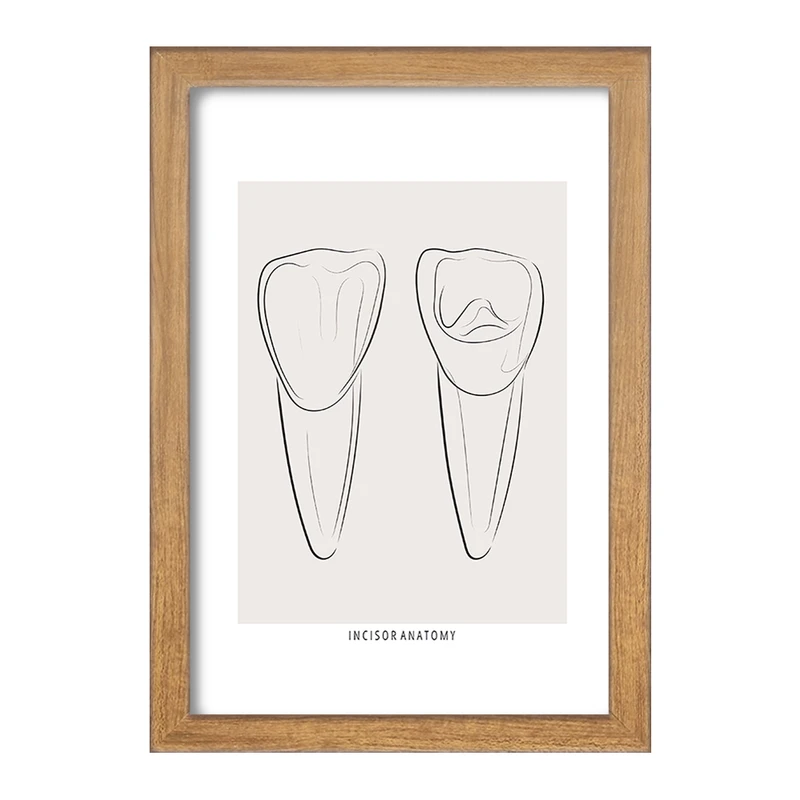 تابلو خندالو طرح آناتومی دندان‌های پیشین (Incisor Anatomy) کد F13938