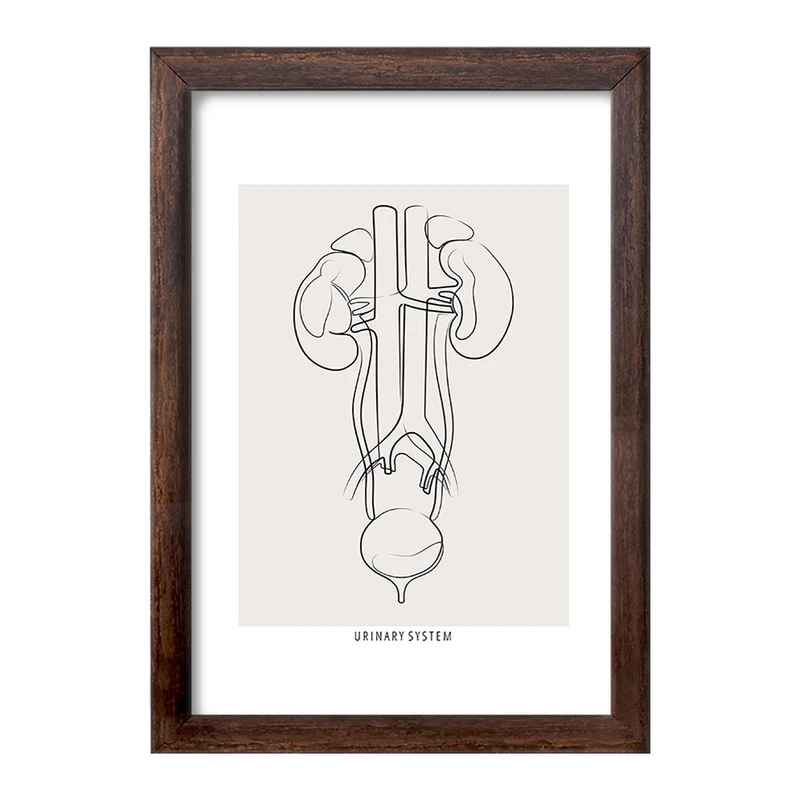 تابلو خندالو طرح سیستم ادراری (Urinary System) کد F13934