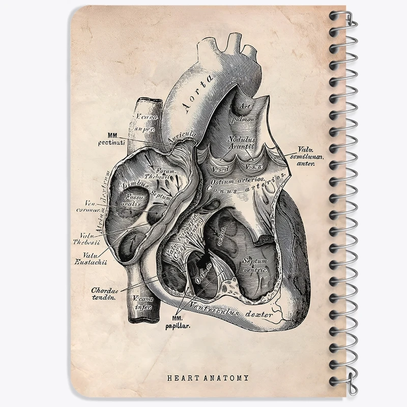 دفتر یادداشت 50 برگ خندالو طرح آناتومی قلب (Heart Anatomy) کد F13943