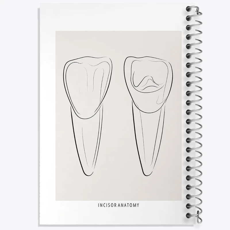 دفتر نقاشی 50 برگ خندالو طرح آناتومی دندان‌های پیشین (Incisor Anatomy) کد F13938
