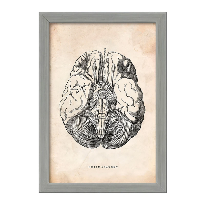 تابلو خندالو طرح آناتومی مغز (Brain Anatomy) کد F13945