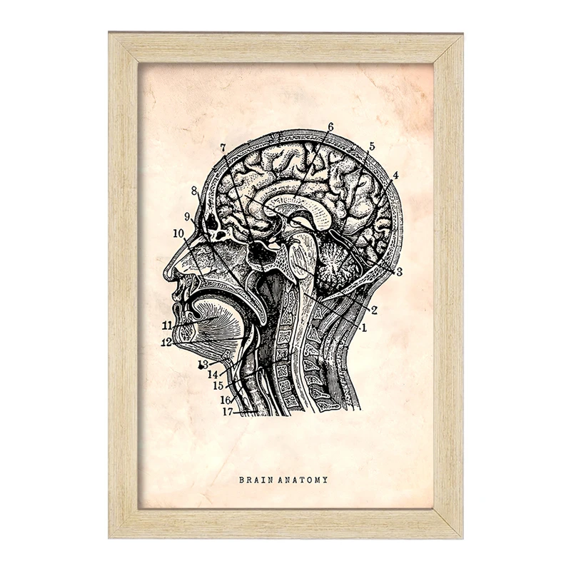 تابلو خندالو طرح آناتومی مغز (Brain Anatomy) کد F13947