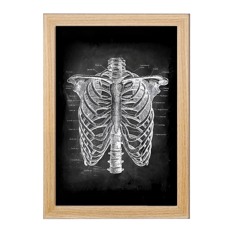 تابلو خندالو طرح آناتومی قفسه سینه (Rib Cage Anatomy) کد F13958