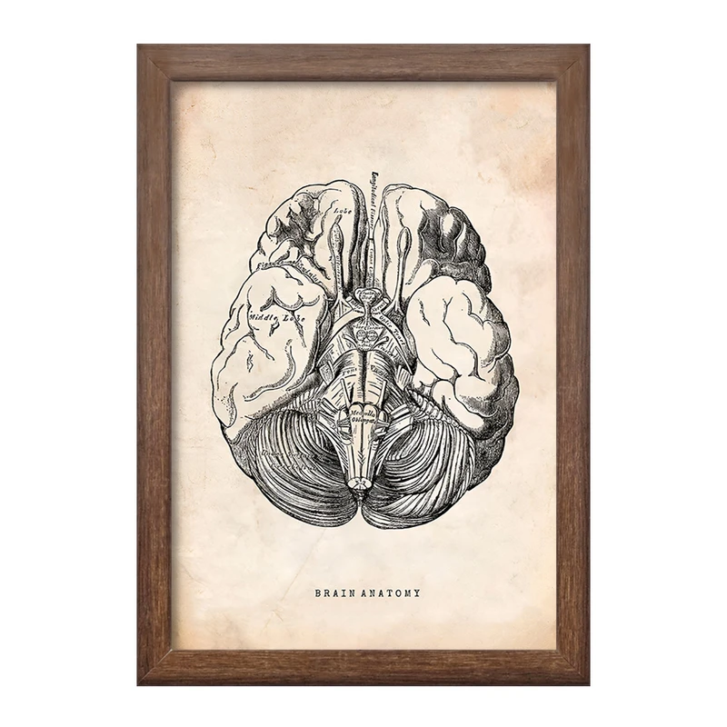 تابلو خندالو طرح آناتومی مغز (Brain Anatomy) کد F13945