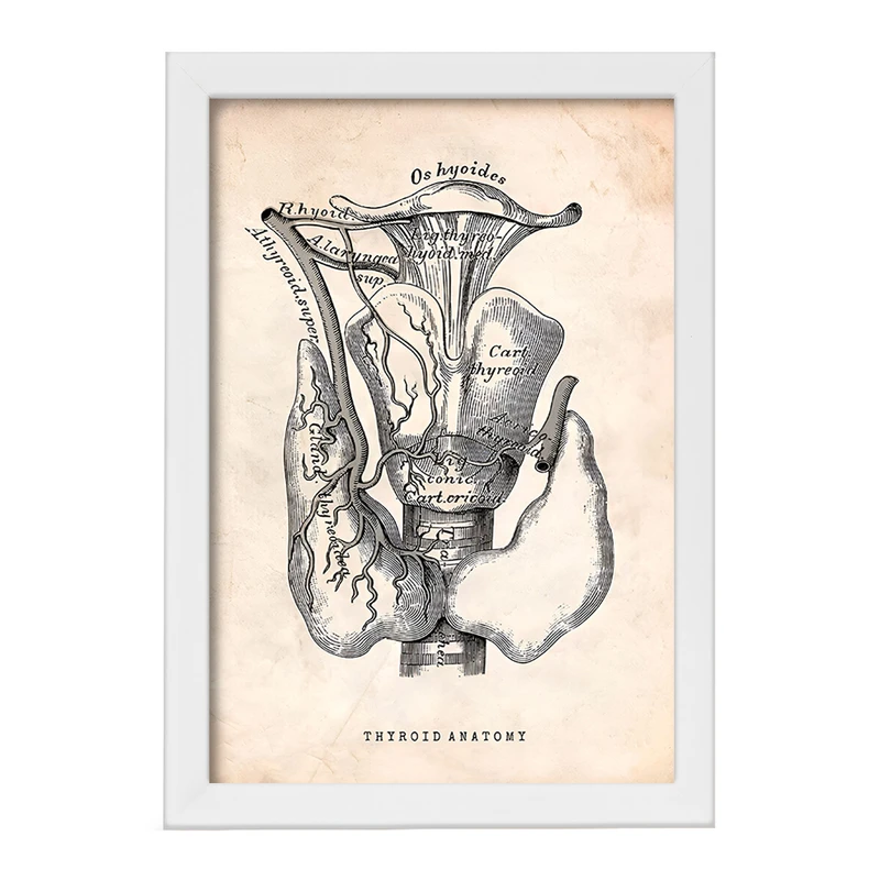 تابلو خندالو طرح آناتومی تیروئید (Thyroid Anatomy) کد F13953
