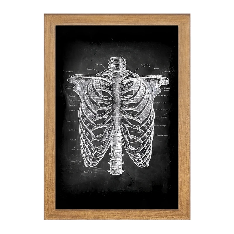 تابلو خندالو طرح آناتومی قفسه سینه (Rib Cage Anatomy) کد F13958