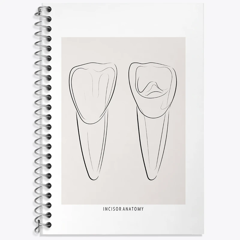 دفتر زبان 50 برگ خندالو مدل سه خط طرح آناتومی دندان‌های پیشین (Incisor Anatomy) کد F13938