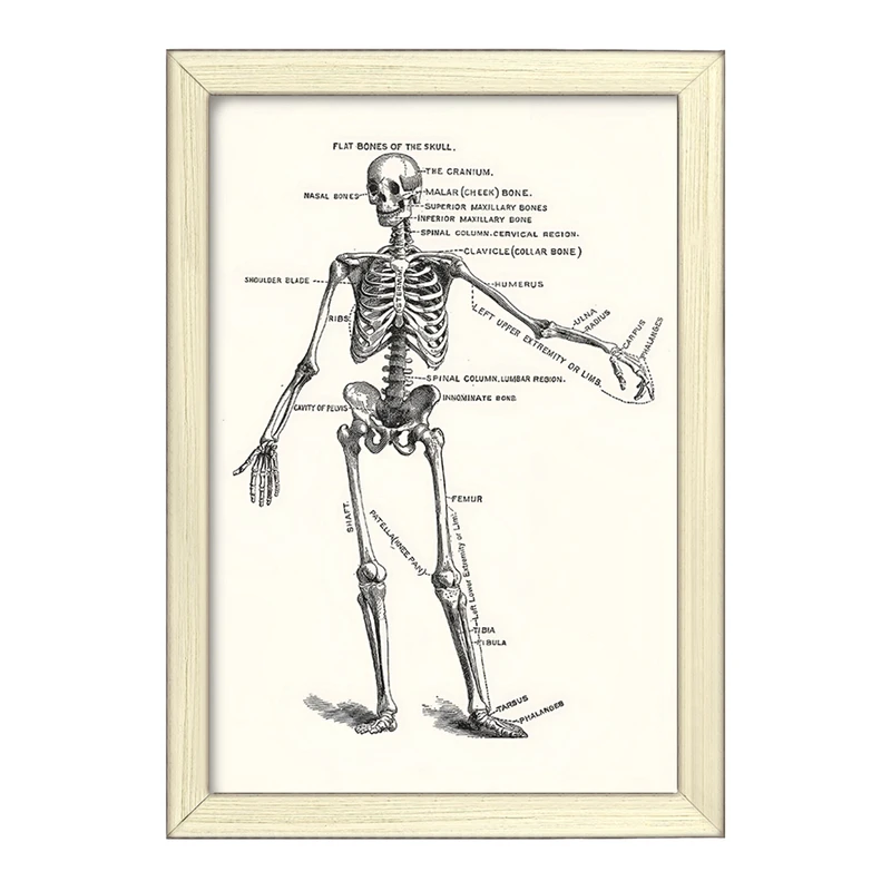 تابلو خندالو طرح آناتومی انسان (Human Anatomy) کد F14050