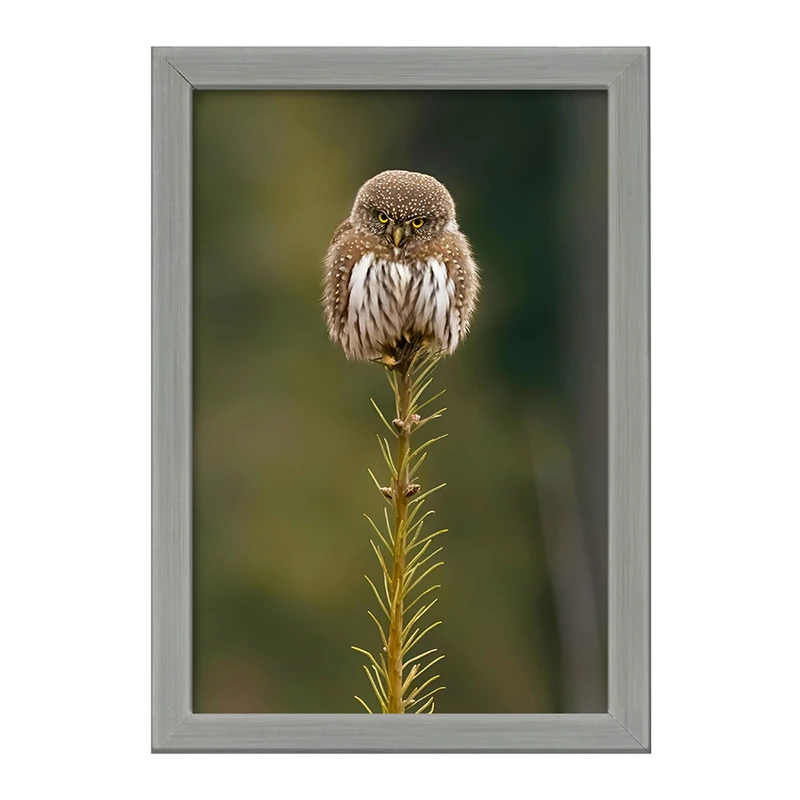 تابلو خندالو طرح جغد کد F8871