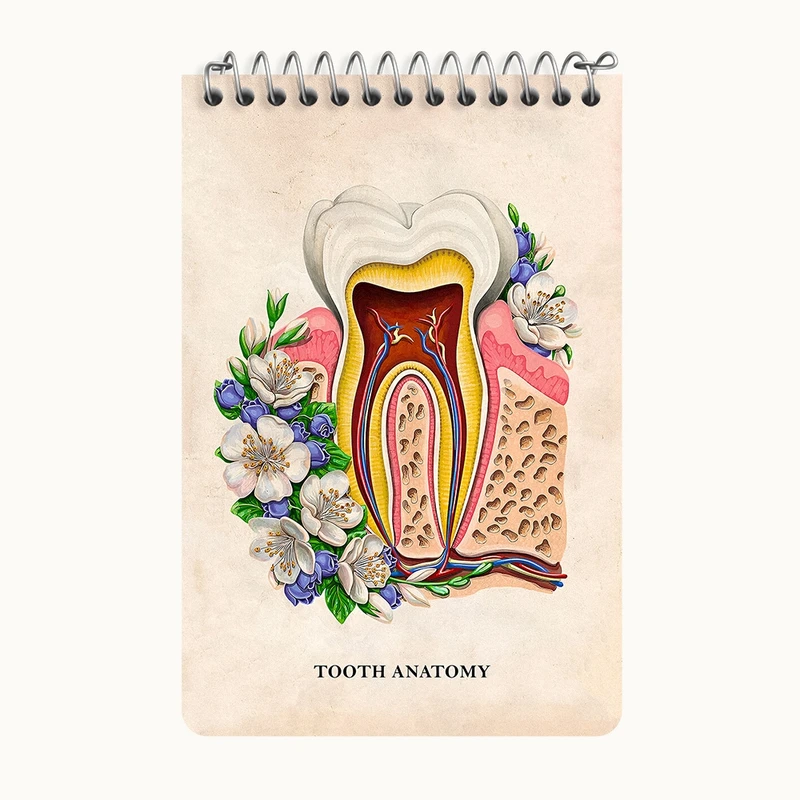 دفتر یادداشت 50 برگ خندالو طرح آناتومی دندان (Tooth Anatomy) کد F14012