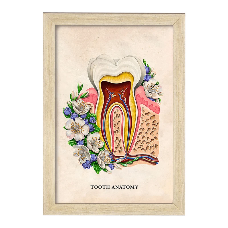 تابلو خندالو طرح آناتومی دندان (Tooth Anatomy) کد F14012