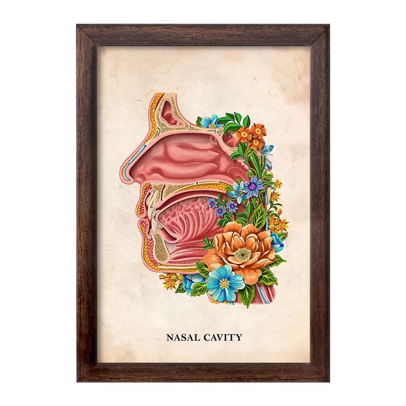 تابلو خندالو طرح حفره بینی (Nasal Cavity) کد F13992