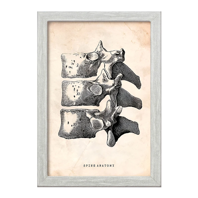 تابلو خندالو طرح آناتومی ستون فقرات (Spine Anatomy) کد F13954