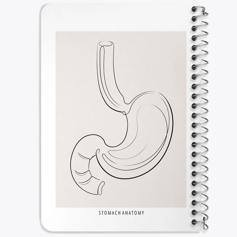 دفتر یادداشت 50 برگ خندالو طرح آناتومی معده (Stomach Anatomy) کد F13904