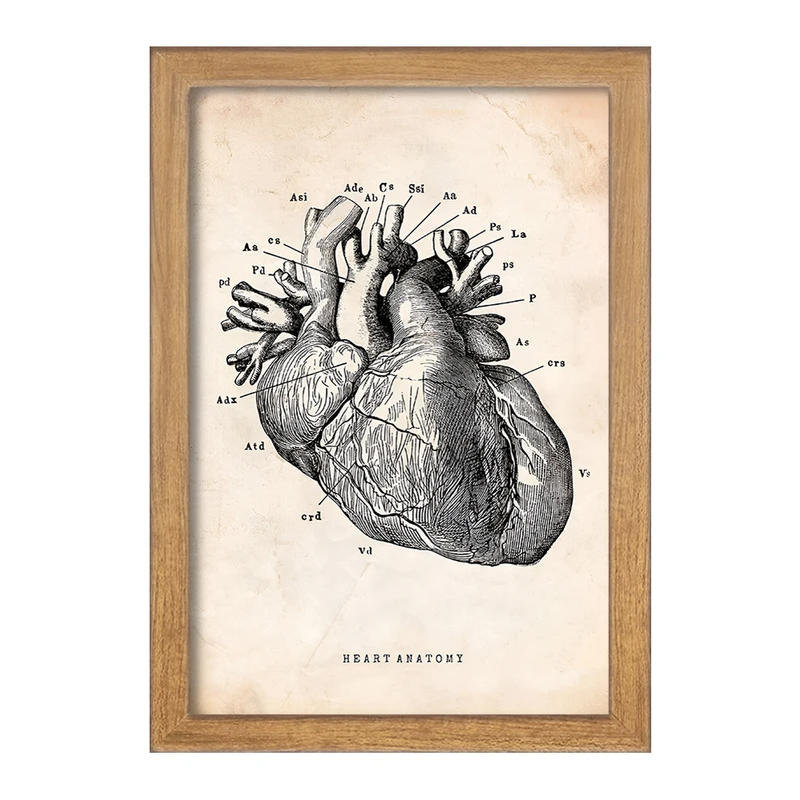 تابلو خندالو طرح آناتومی قلب (Heart Anatomy) کد F13942