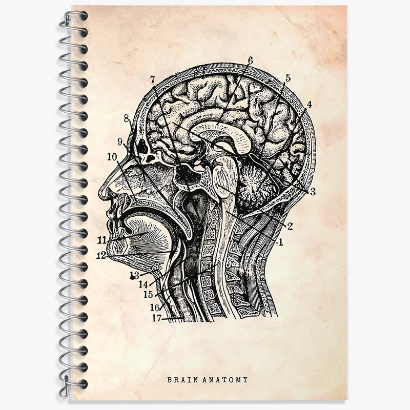 دفتر زبان 50 برگ خندالو مدل دو خط طرح آناتومی مغز (Brain Anatomy) کد F13947