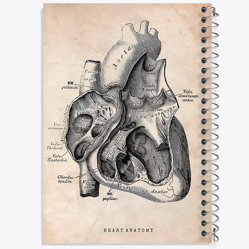 دفتر نقاشی 50 برگ خندالو طرح آناتومی قلب (Heart Anatomy) کد F13943