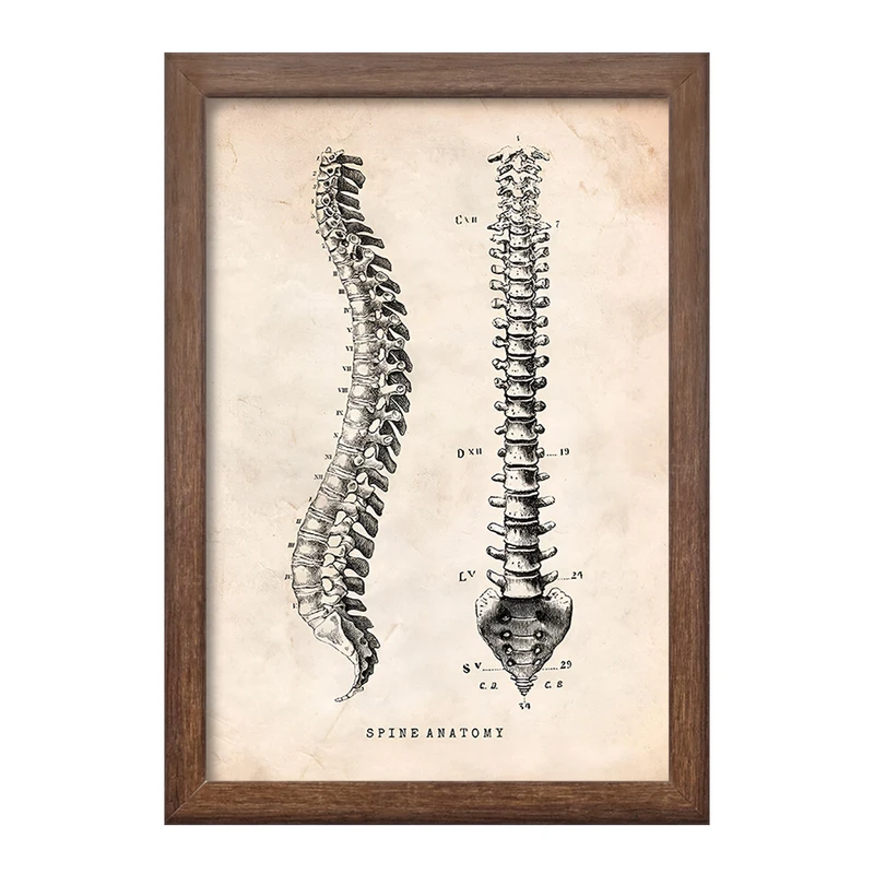 تابلو خندالو طرح آناتومی ستون فقرات (Spine Anatomy) کد F13955