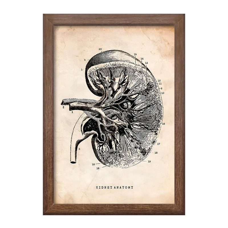 تابلو خندالو طرح آناتومی کلیه (kidney Anatomy) کد F13951