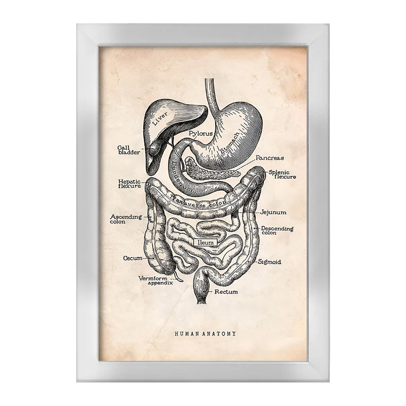 تابلو خندالو طرح آناتومی انسان (Human Anatomy) کد F13950