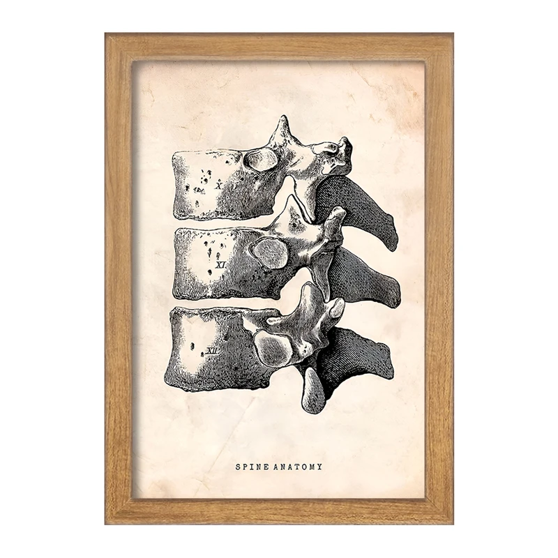 تابلو خندالو طرح آناتومی ستون فقرات (Spine Anatomy) کد F13954