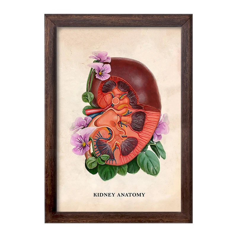 تابلو خندالو طرح آناتومی کلیه (kidney Anatomy) کد F14011