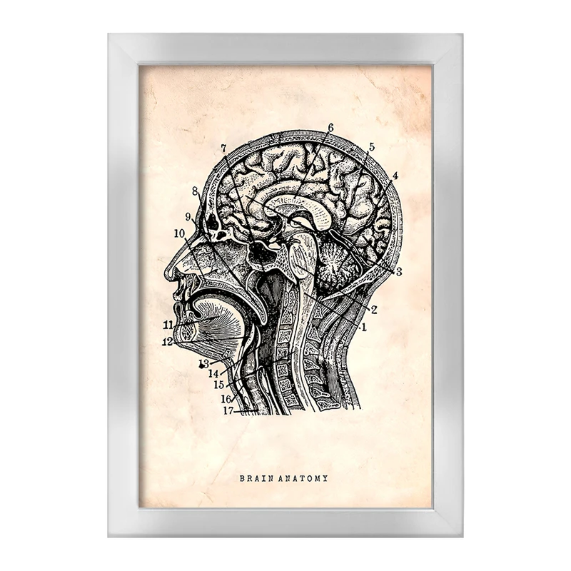 تابلو خندالو طرح آناتومی مغز (Brain Anatomy) کد F13947
