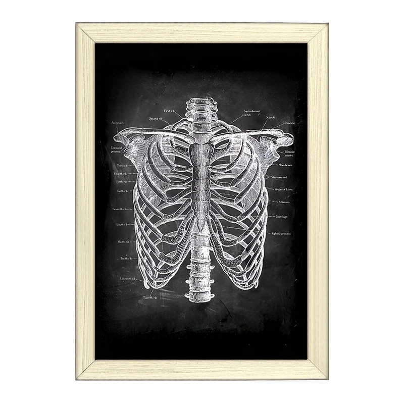 تابلو خندالو طرح آناتومی قفسه سینه (Rib Cage Anatomy) کد F13958