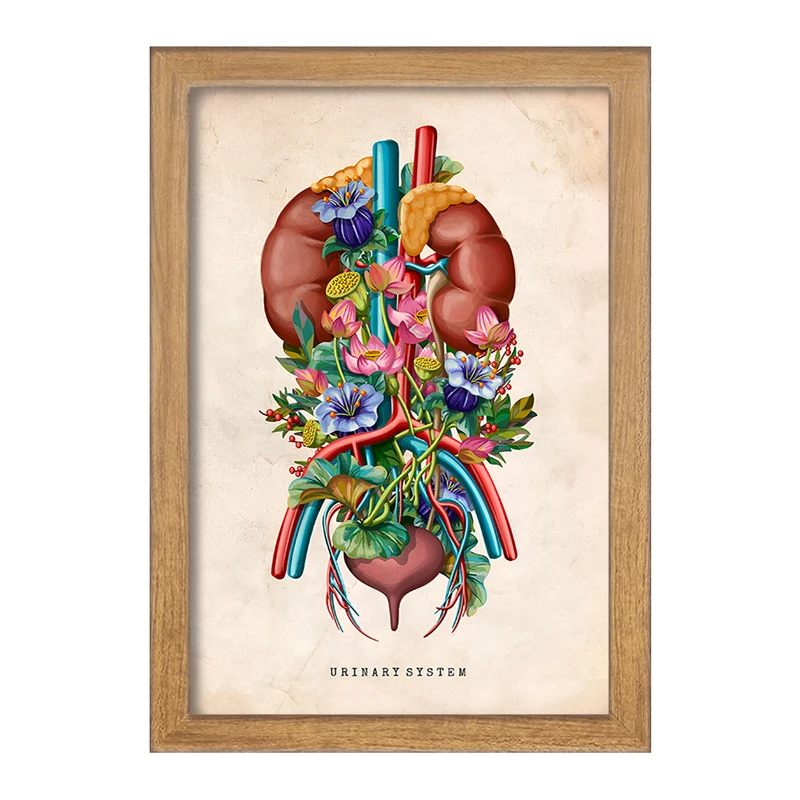 تابلو خندالو طرح سیستم ادراری (Urinary System) کد F13963