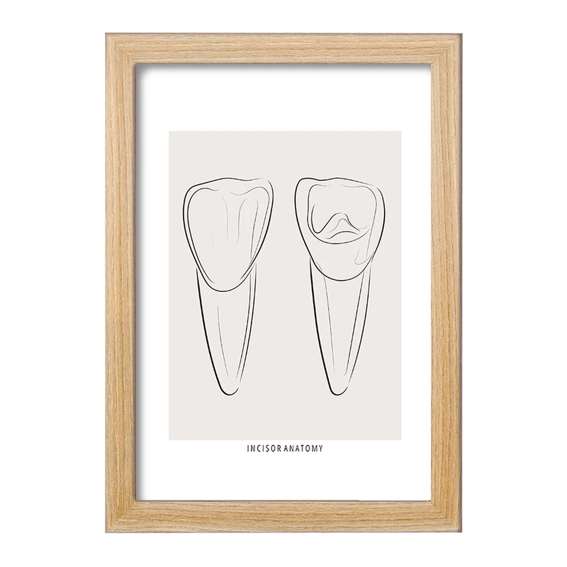 تابلو خندالو طرح آناتومی دندان‌های پیشین (Incisor Anatomy) کد F13938