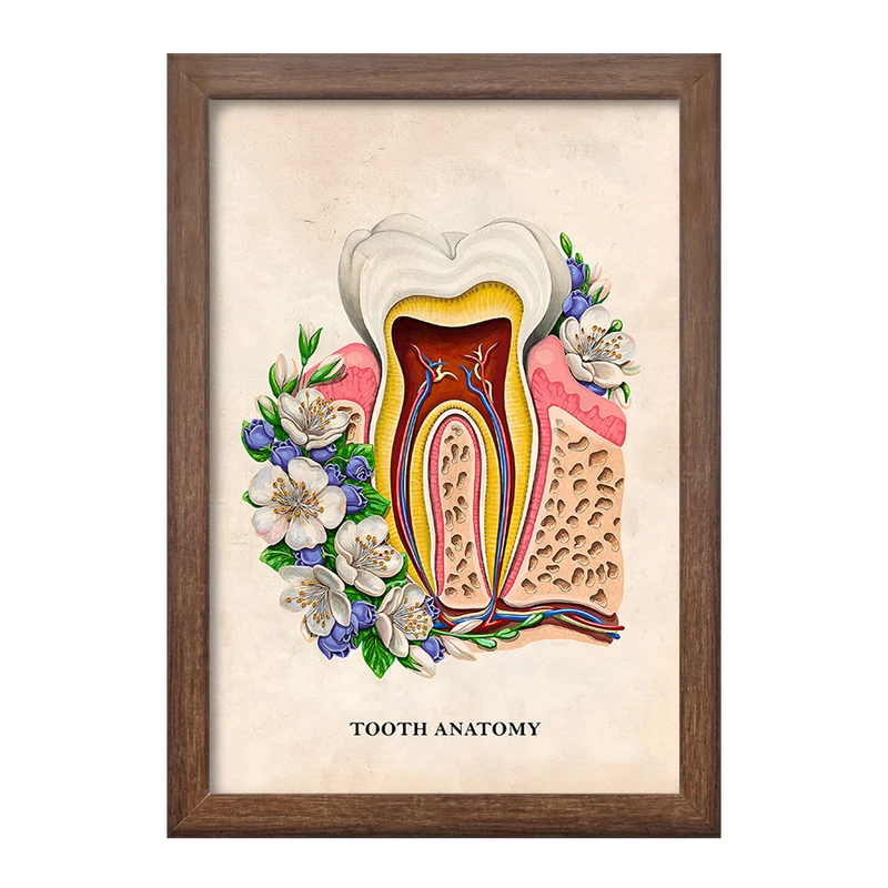 تابلو خندالو طرح آناتومی دندان (Tooth Anatomy) کد F14012