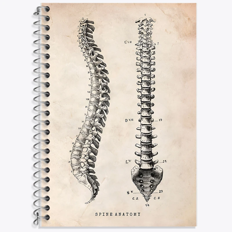دفتر نت موسیقی 50 برگ خندالو طرح آناتومی ستون فقرات (Spine Anatomy) کد F13955