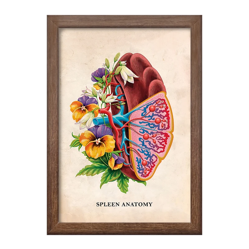 تابلو خندالو طرح آناتومی طحال (Spleen Anatomy) کد F13996