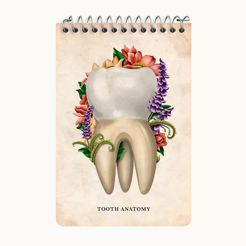 دفتر یادداشت 50 برگ خندالو طرح آناتومی دندان (Tooth Anatomy) کد F13980