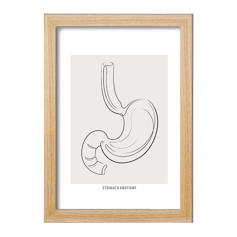 تابلو خندالو طرح آناتومی معده (Stomach Anatomy) کد F13904