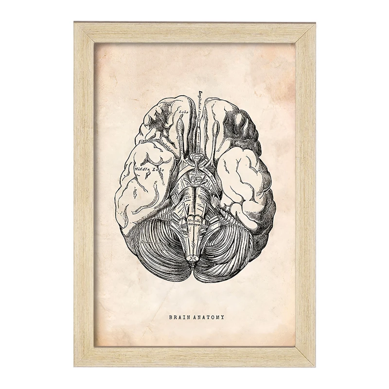 تابلو خندالو طرح آناتومی مغز (Brain Anatomy) کد F13945