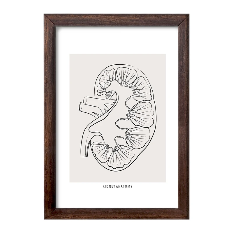 تابلو خندالو طرح آناتومی کلیه (kidney Anatomy) کد F13903