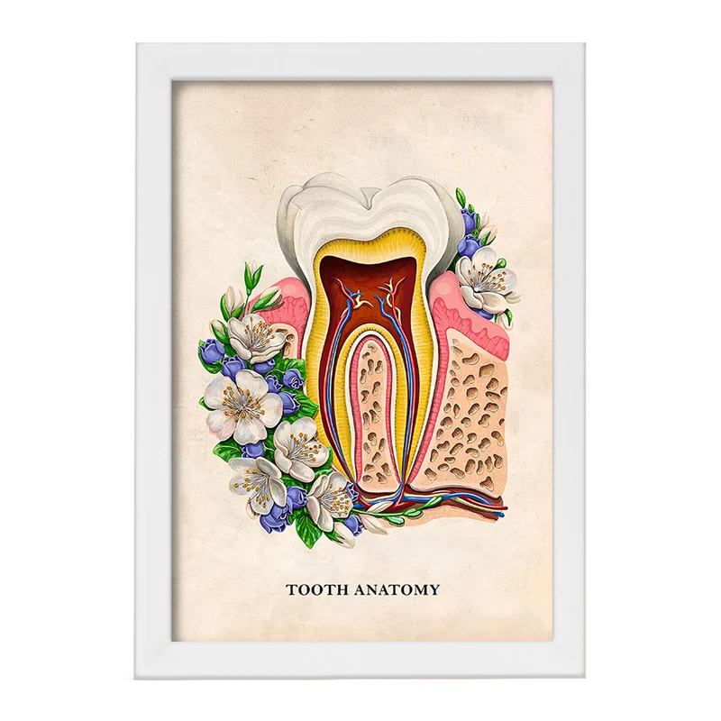تابلو خندالو طرح آناتومی دندان (Tooth Anatomy) کد F14012