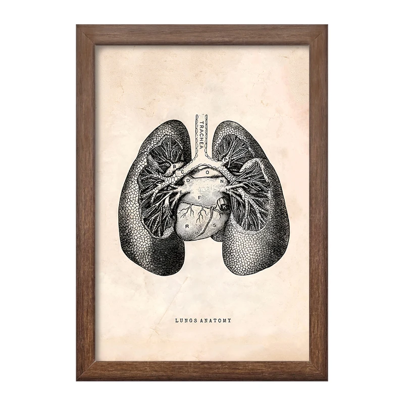 تابلو خندالو طرح آناتومی ریه ها (Lungs Anatomy) کد F13949